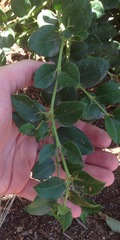 Carissa macrocarpa
