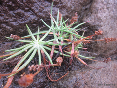 Plantago maritima juncoides