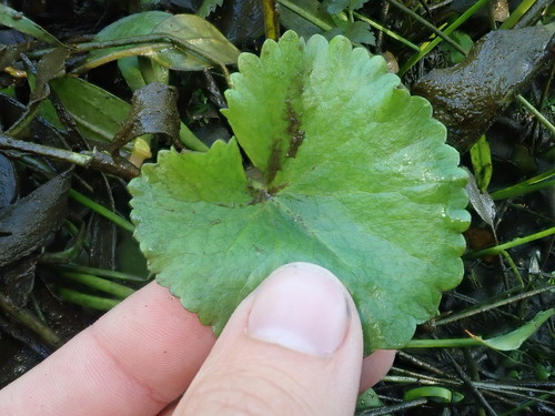 Caltha palustris