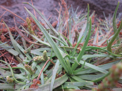 Plantago maritima juncoides