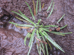 Plantago maritima juncoides