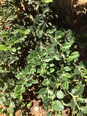 Carissa macrocarpa