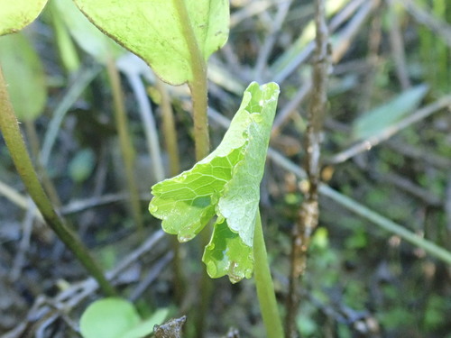 Caltha palustris