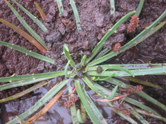 Plantago maritima juncoides