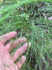Equisetum sylvaticum