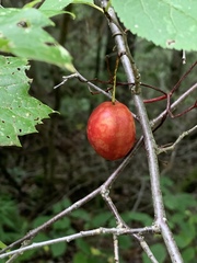Prunocerasus