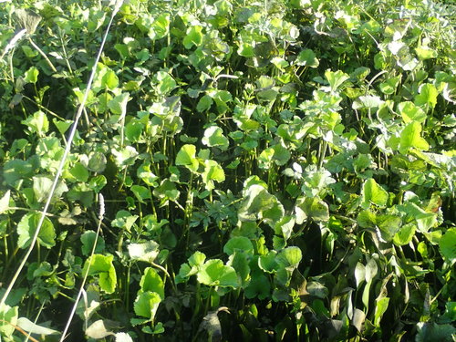 Caltha palustris