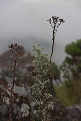 Image of Artemisia afra by (c) Tony Rebelo, some rights reserved (CC BY-SA)