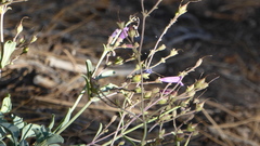 Penstemon caesius