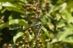 Libellula vibrans
