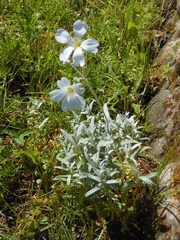 Cerastium tomentosum