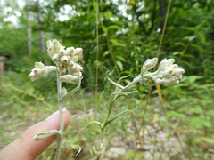 Pseudognaphalium macounii