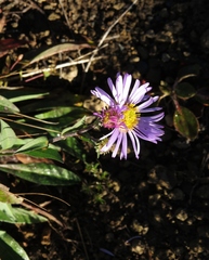 Eucephalus ledophyllus ledophyllus