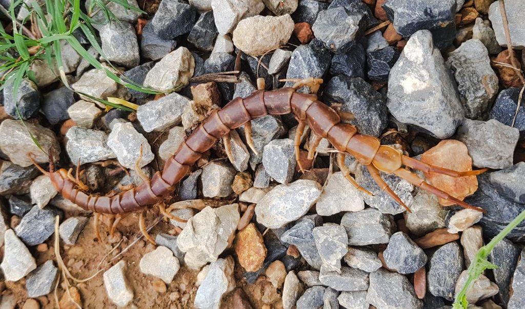 Waterfall Centipede From Somdet Charoen, Nong Prue District ...