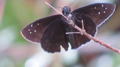 Ephyriades brunnea