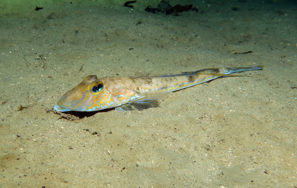 Common dragonet (Callionymus lyra) — Callionymidae