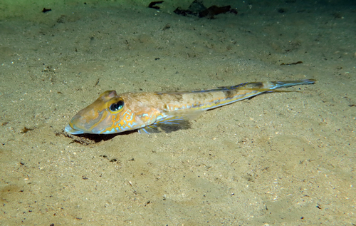 Common dragonet (Callionymus lyra) — Callionymidae