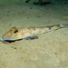 Dragonet