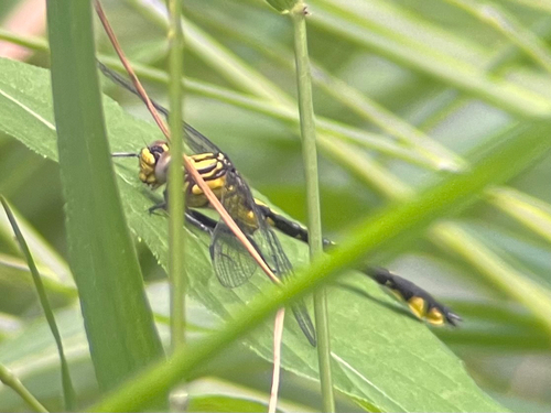 Piedmont Clubtail photo 4