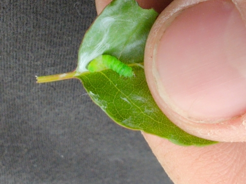 Red-edged Acleris Moth photo 5