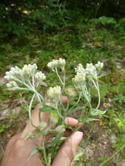 Pseudognaphalium macounii