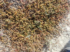 Salicornia tegetaria