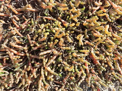 Salicornia tegetaria
