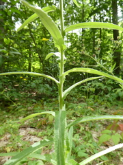 Pseudognaphalium macounii