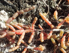 Salicornia tegetaria