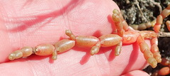 Salicornia tegetaria