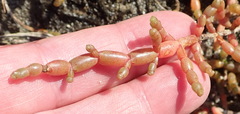 Salicornia tegetaria