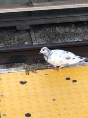 Columba livia domestica