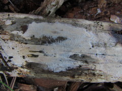Resinicium bicolor