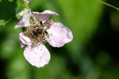 Macropis europaea