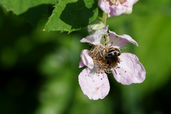 Macropis europaea