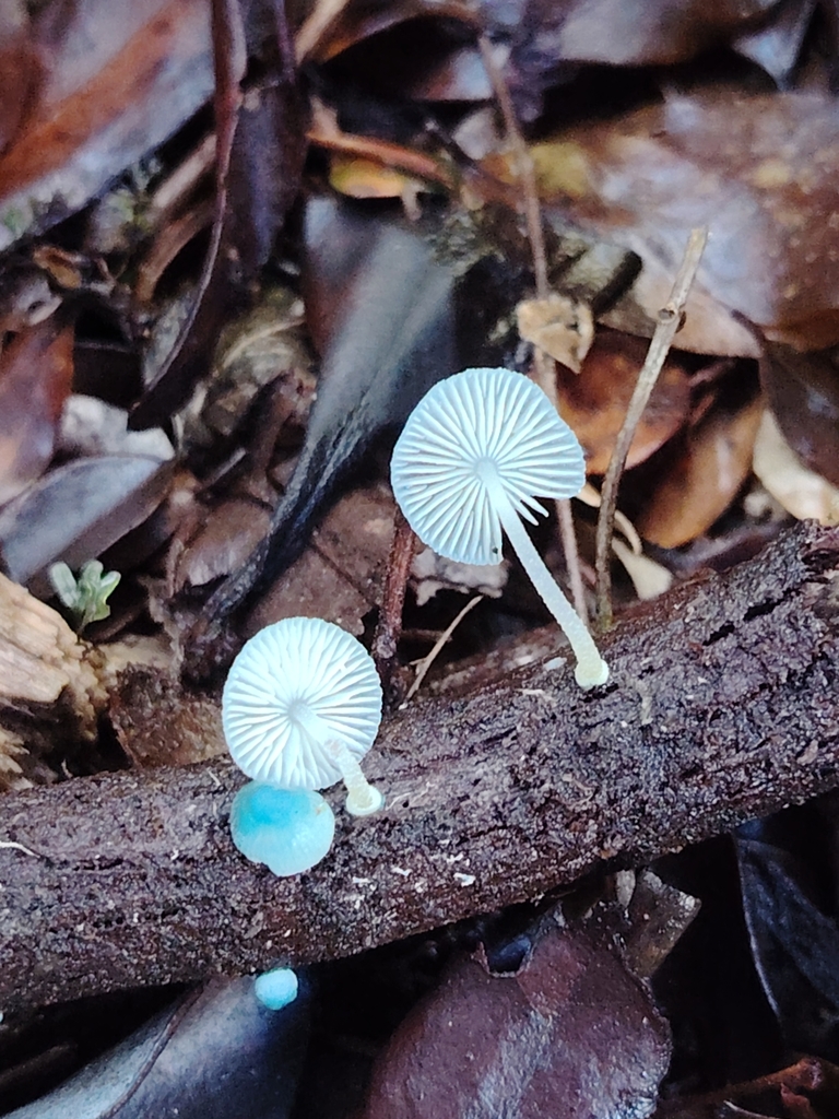 Mycena cyanocephala · May 2025 · photo: © cat_delmar (iNaturalist, CC)