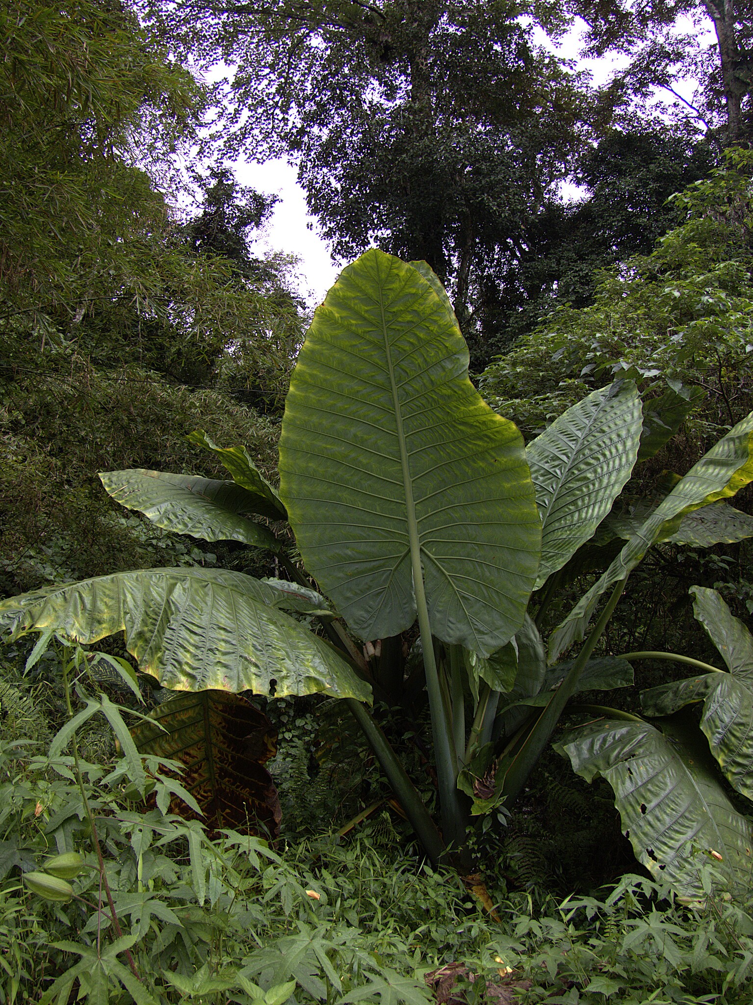 Alocasia robusta M.Hotta 2