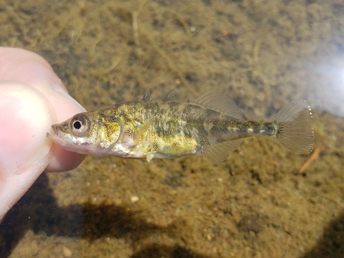 Banstickle (Gasterosteus aculeatus) — Gasterosteidae
