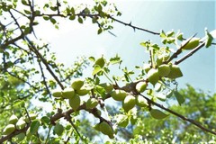 Commiphora schimperi