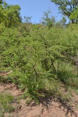 Commiphora schimperi