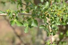 Commiphora schimperi