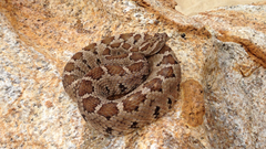 Crotalus enyo enyo