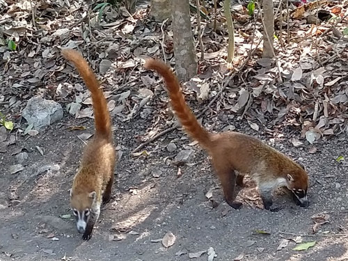 Yucatán Coati