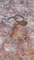 Pituophis vertebralis