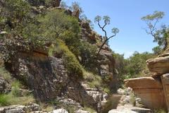 Cussonia paniculata sinuata