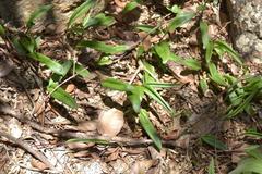 Drimiopsis burkei