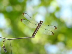 Libellula vibrans