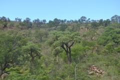 Cussonia paniculata sinuata