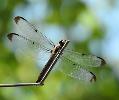 Libellula vibrans