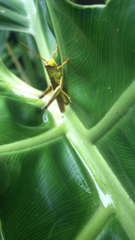 Schistocerca alutacea